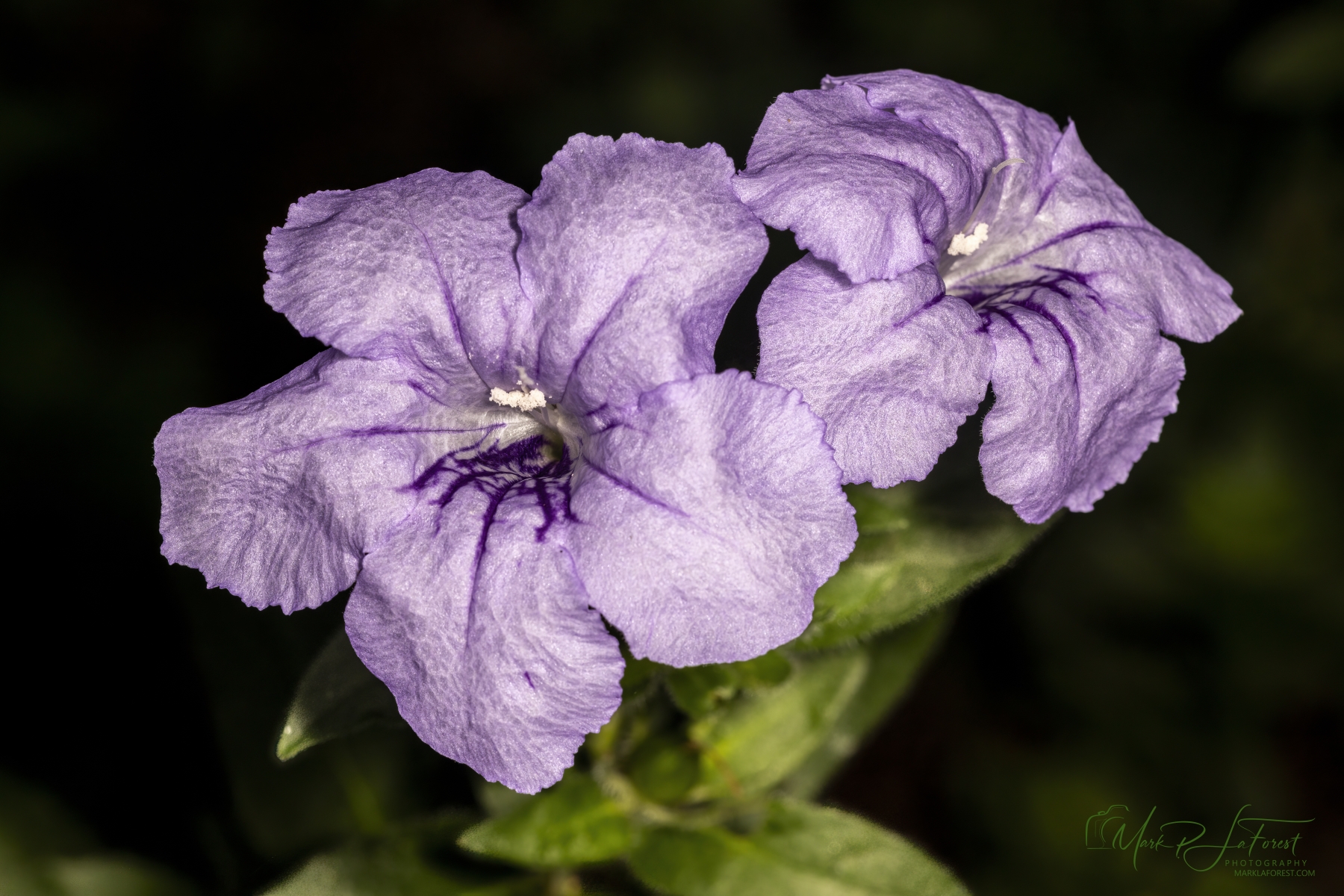 Fringe Leaf Wild Petunia, Austin, Texas